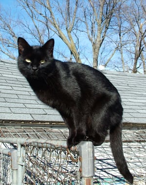This is the Avatar Image for the Black Cat AI Voice and Text to Speech Generator